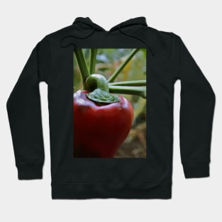 Red Cap Hoodie